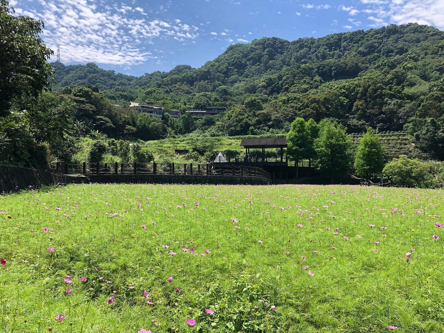 現在貓空除了可以賞花,還可以品嘗春茶。 圖:台北大地處/提供 現在貓空除了可以賞花,還可以品嘗春茶。 圖:台北大地處/提供