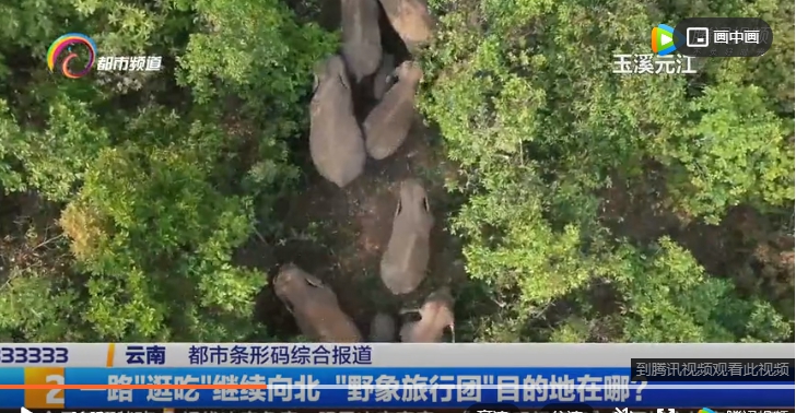 在雲南向北一路趴趴走的亞洲象群。 圖 : 翻攝自騰訊視頻 在雲南向北一路趴趴走的亞洲象群。 圖 : 翻攝自騰訊視頻