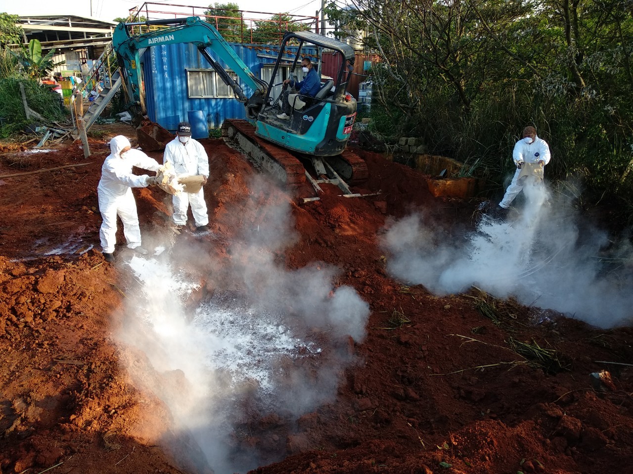 4月30日啟動二次罹病牛隻撲殺作業。 圖:新北市動保處提供 4月30日啟動二次罹病牛隻撲殺作業。 圖:新北市動保處提供