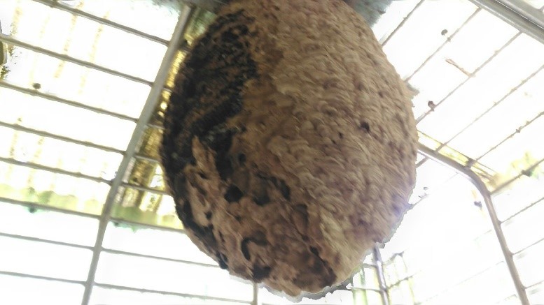 虎頭蜂窩側邊已崩壞,確定已無虎頭蜂存在,是個「空包彈」蜂窩,不具立即性危險。 圖:新北市動保處提供 虎頭蜂窩側邊已崩壞,確定已無虎頭蜂存在,是個「空包彈」蜂窩,不具立即性危險。 圖:新北市動保處提供