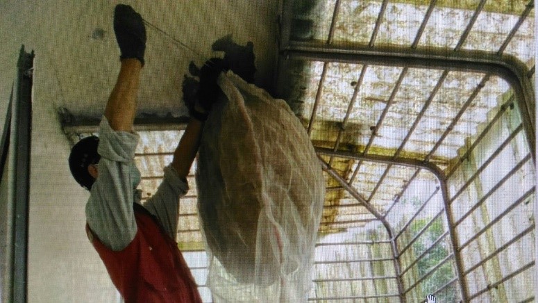 在確認是個「空包彈」虎頭蜂窩後,駐區獸醫王嚴緒未著捕蜂裝備,從容不迫地摘除蜂窩。 圖:新北市動保處提供 在確認是個「空包彈」虎頭蜂窩後,駐區獸醫王嚴緒未著捕蜂裝備,從容不迫地摘除蜂窩。 圖:新北市動保處提供