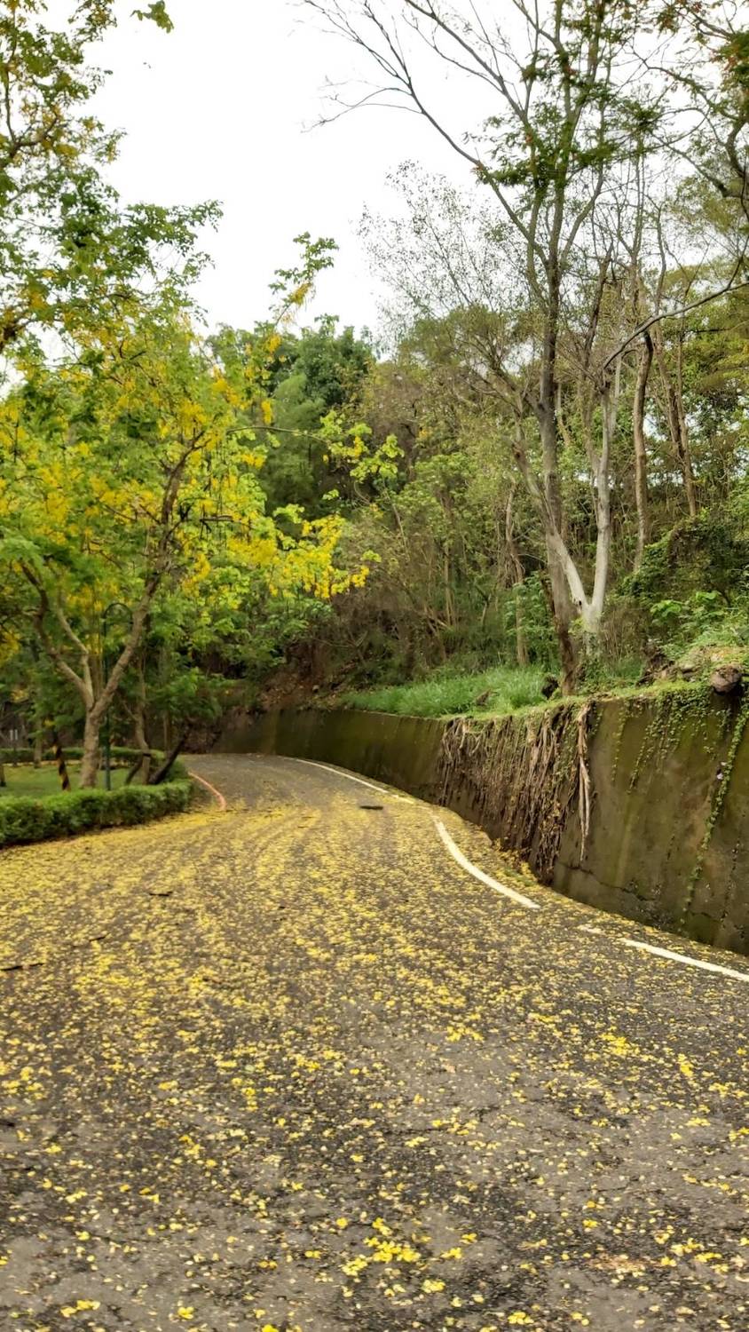 阿勃勒花灑落地面。 圖:台南觀旅局/提供 阿勃勒花灑落地面。 圖:台南觀旅局/提供