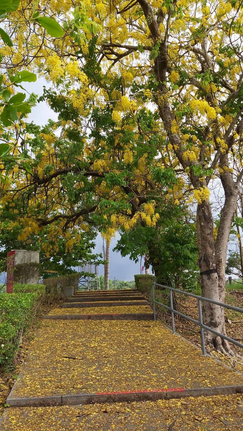往碼頭樓梯旁阿勃勒。 圖:台南觀旅局/提供 往碼頭樓梯旁阿勃勒。 圖:台南觀旅局/提供