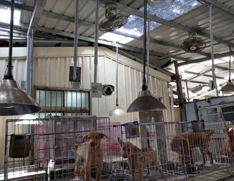 新北動物之家裝設排風扇,保持室內涼爽。 圖:新北市動保處提供 新北動物之家裝設排風扇,保持室內涼爽。 圖:新北市動保處提供