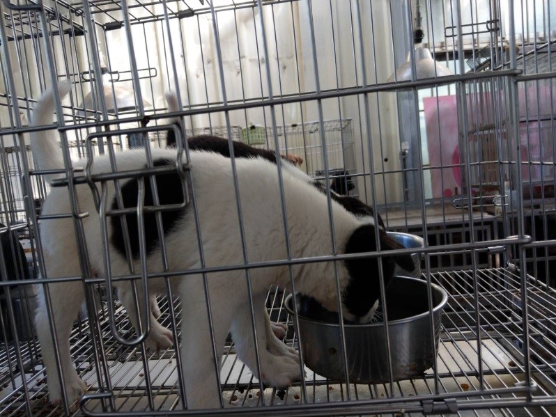新北動物之家幫毛寶貝提供充足飲水。 圖:新北市動保處提供 新北動物之家幫毛寶貝提供充足飲水。 圖:新北市動保處提供