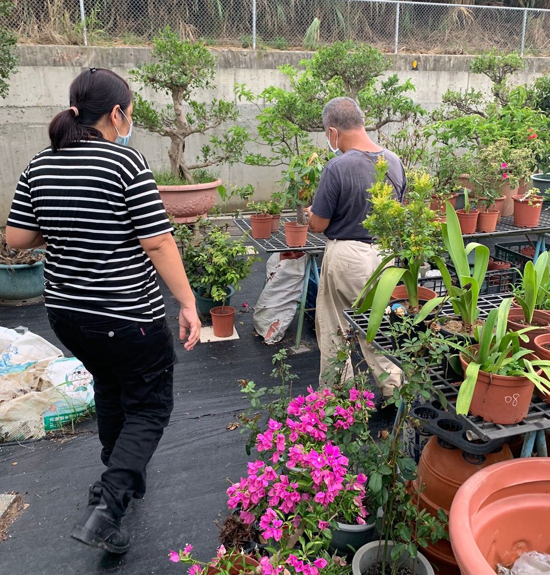 花圃中時常有蛇類入侵。 圖:新北市動保處提供 花圃中時常有蛇類入侵。 圖:新北市動保處提供
