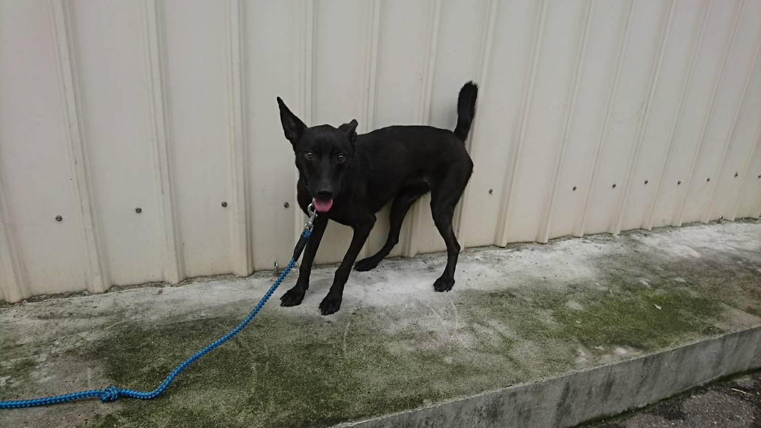 經治療後恢復活力的黑犬。 圖:新北市動保處提供 經治療後恢復活力的黑犬。 圖:新北市動保處提供