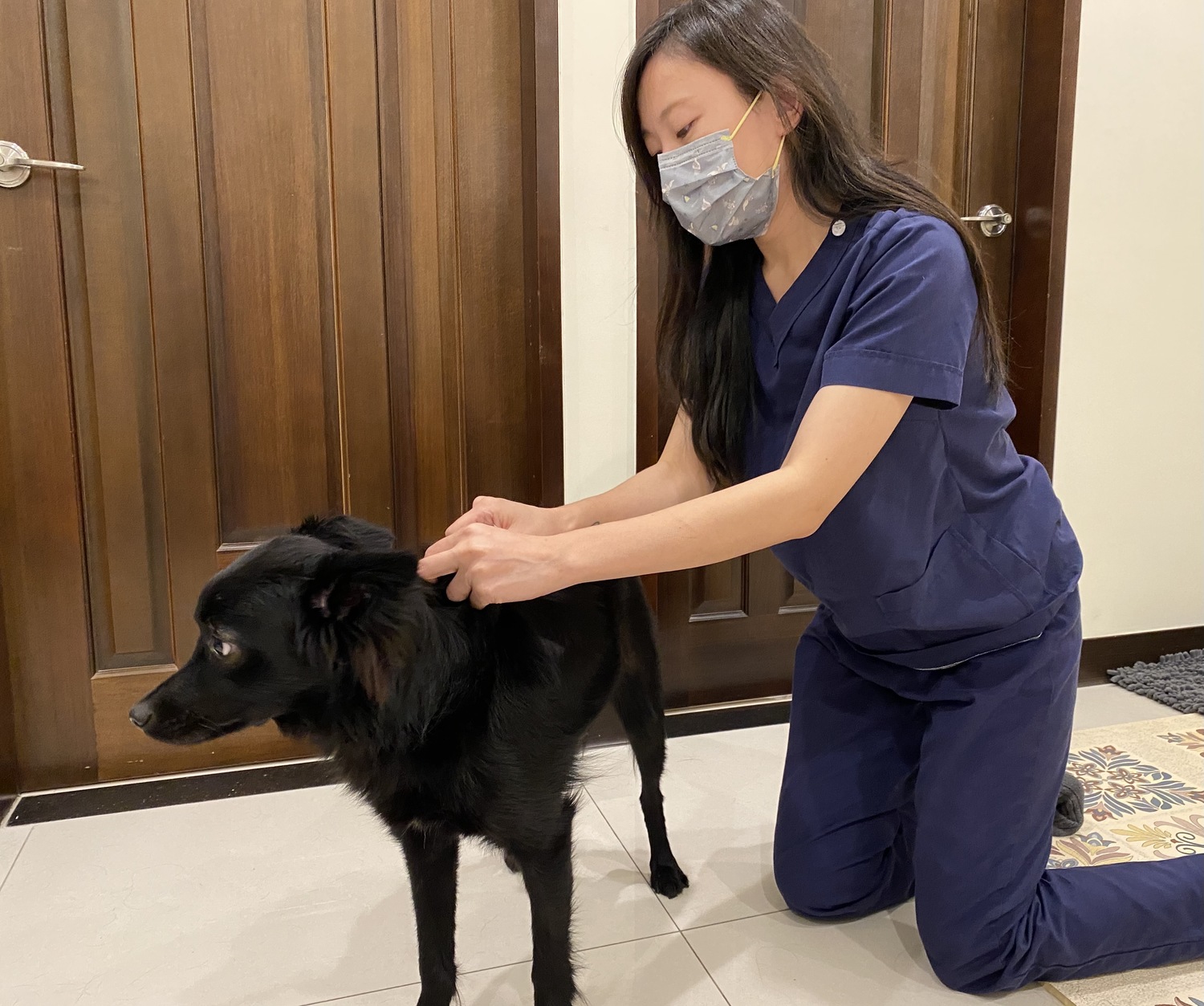 飼主每個月使用壁蝨預防藥,讓家中寵物遠離壁蝨的威脅,共同守護毛寶貝安全。 圖:新北市動保處提供 飼主每個月使用壁蝨預防藥,讓家中寵物遠離壁蝨的威脅,共同守護毛寶貝安全。 圖:新北市動保處提供