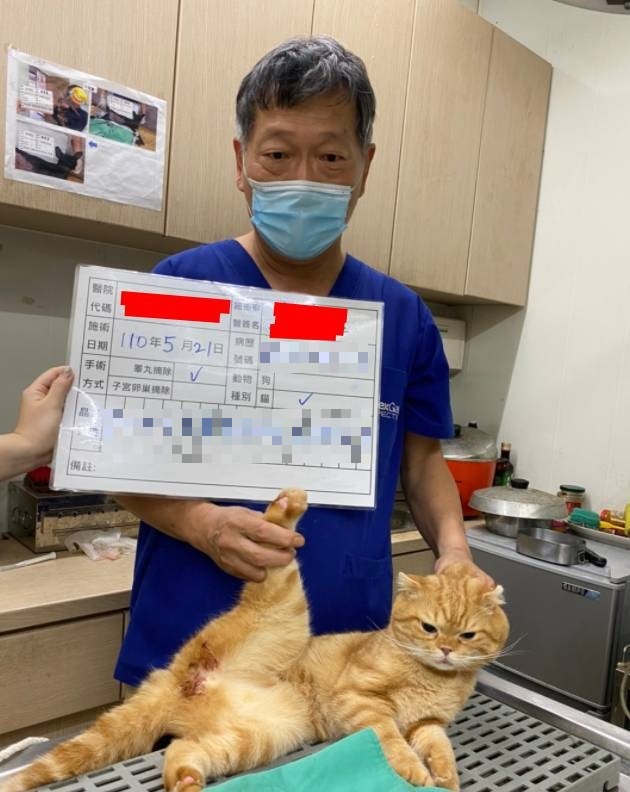 毛寶貝經由獸醫師進行絕育手術的術後照片。 圖:新北市動保處提供 毛寶貝經由獸醫師進行絕育手術的術後照片。 圖:新北市動保處提供