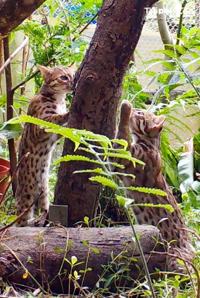 臺北動物園將首次野放園內繁殖的石虎個體至特有生物研究保育中心 圖:台北市立動物園提供 臺北動物園將首次野放園內繁殖的石虎個體至特有生物研究保育中心 圖:台北市立動物園提供