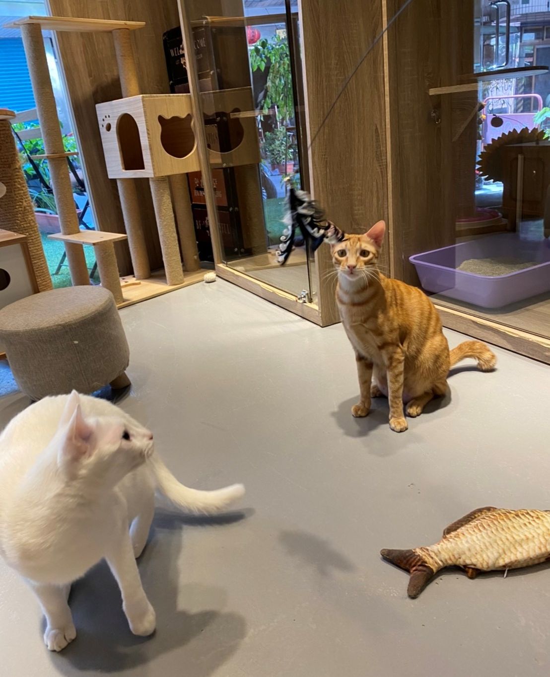 咪咪和旅館其他房客一起玩耍。 圖:新北市動保處提供 咪咪和旅館其他房客一起玩耍。 圖:新北市動保處提供