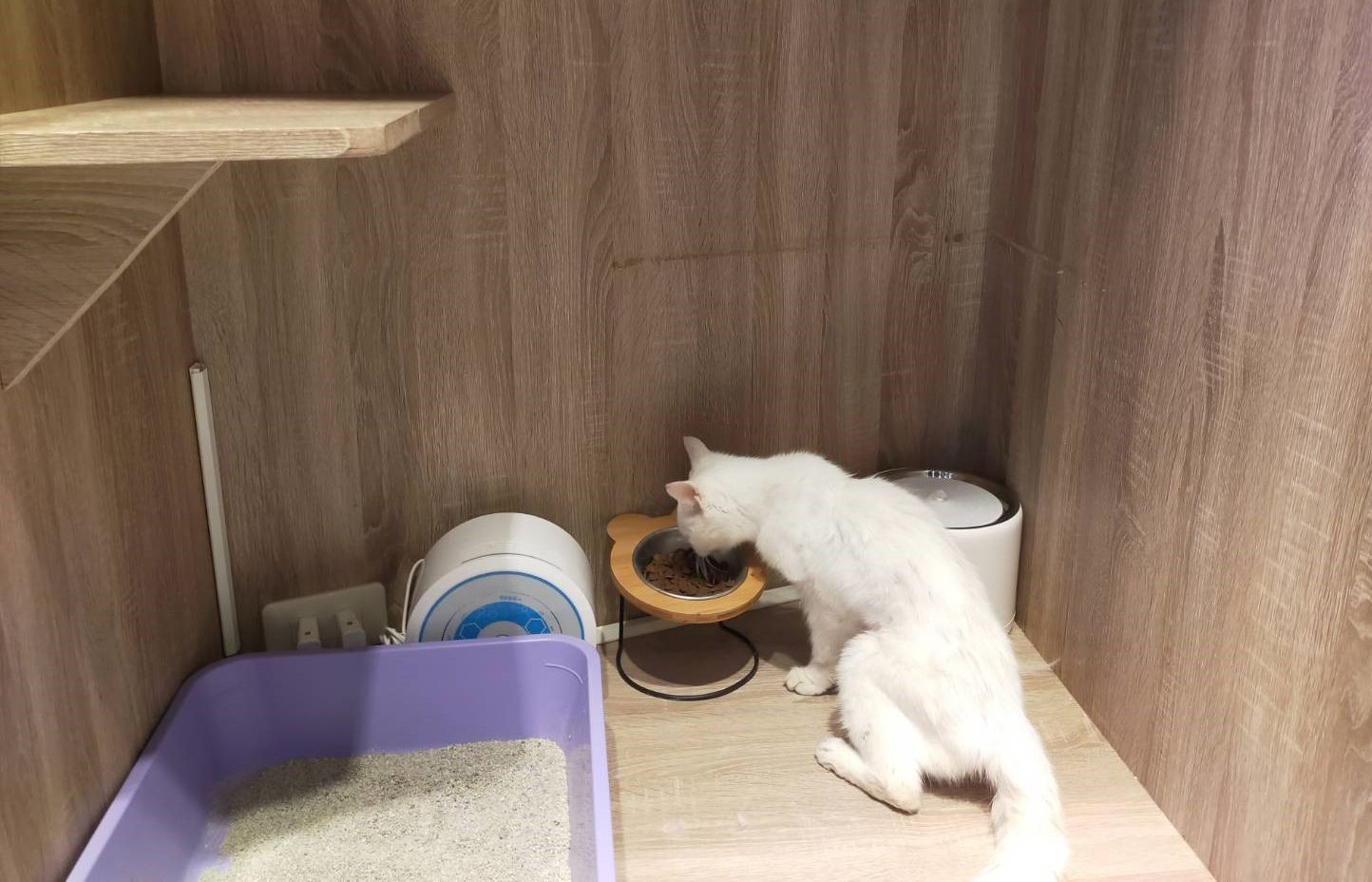 貓瑞咪咪在寵物旅館安心進食了。 圖:新北市動保處提供 貓瑞咪咪在寵物旅館安心進食了。 圖:新北市動保處提供
