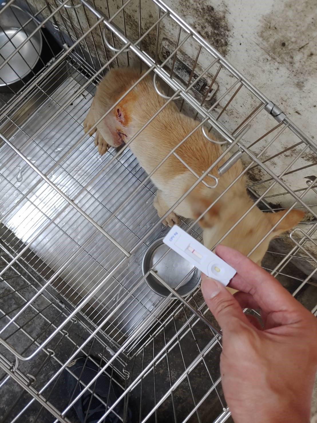 小Q 剛救援時,被動物之家獸醫師治療。 圖:新北市動保處提供 小Q 剛救援時,被動物之家獸醫師治療。 圖:新北市動保處提供