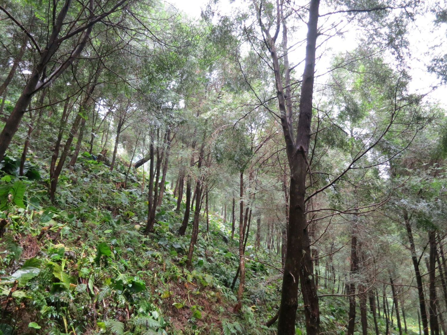良好經營的私有林地。 圖:新北市農業局/提供 良好經營的私有林地。 圖:新北市農業局/提供