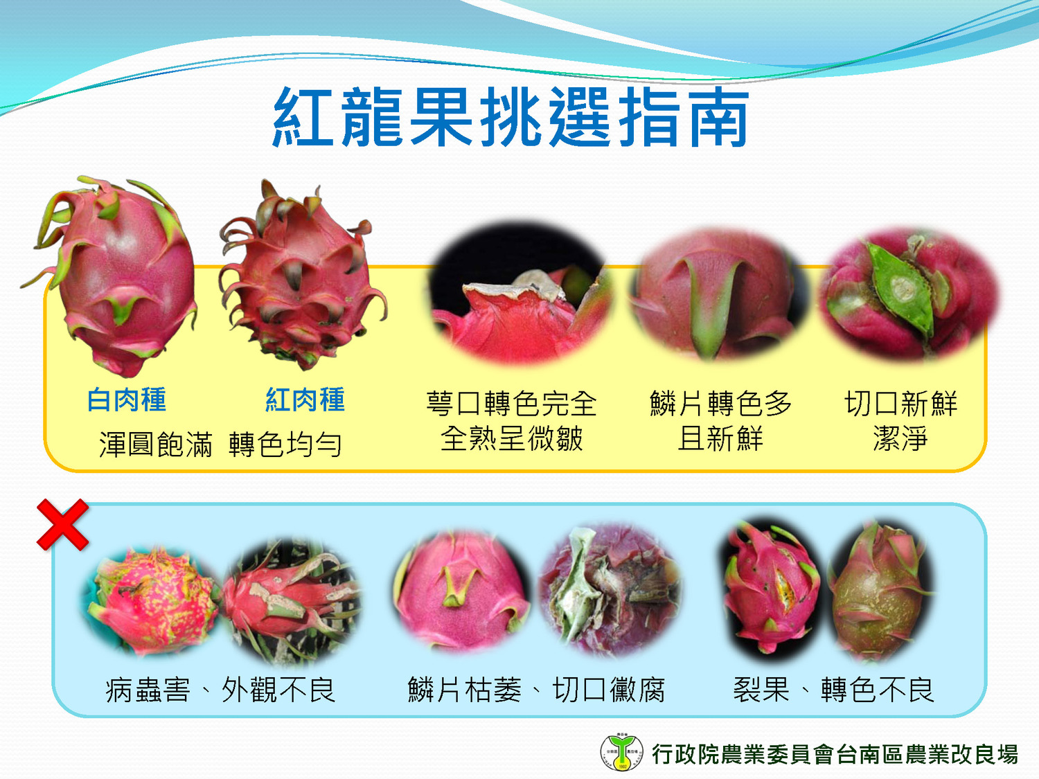 紅龍果的選購要點。 圖:行政院農業委員會提供 紅龍果的選購要點。 圖:行政院農業委員會提供