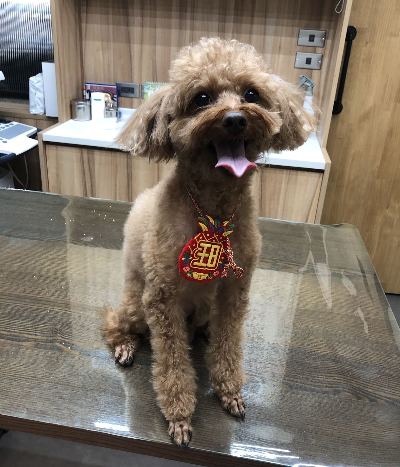 毛寶貝定期到動物醫院健康檢查,有助保持健康。 圖:新北市動保處提供 毛寶貝定期到動物醫院健康檢查,有助保持健康。 圖:新北市動保處提供