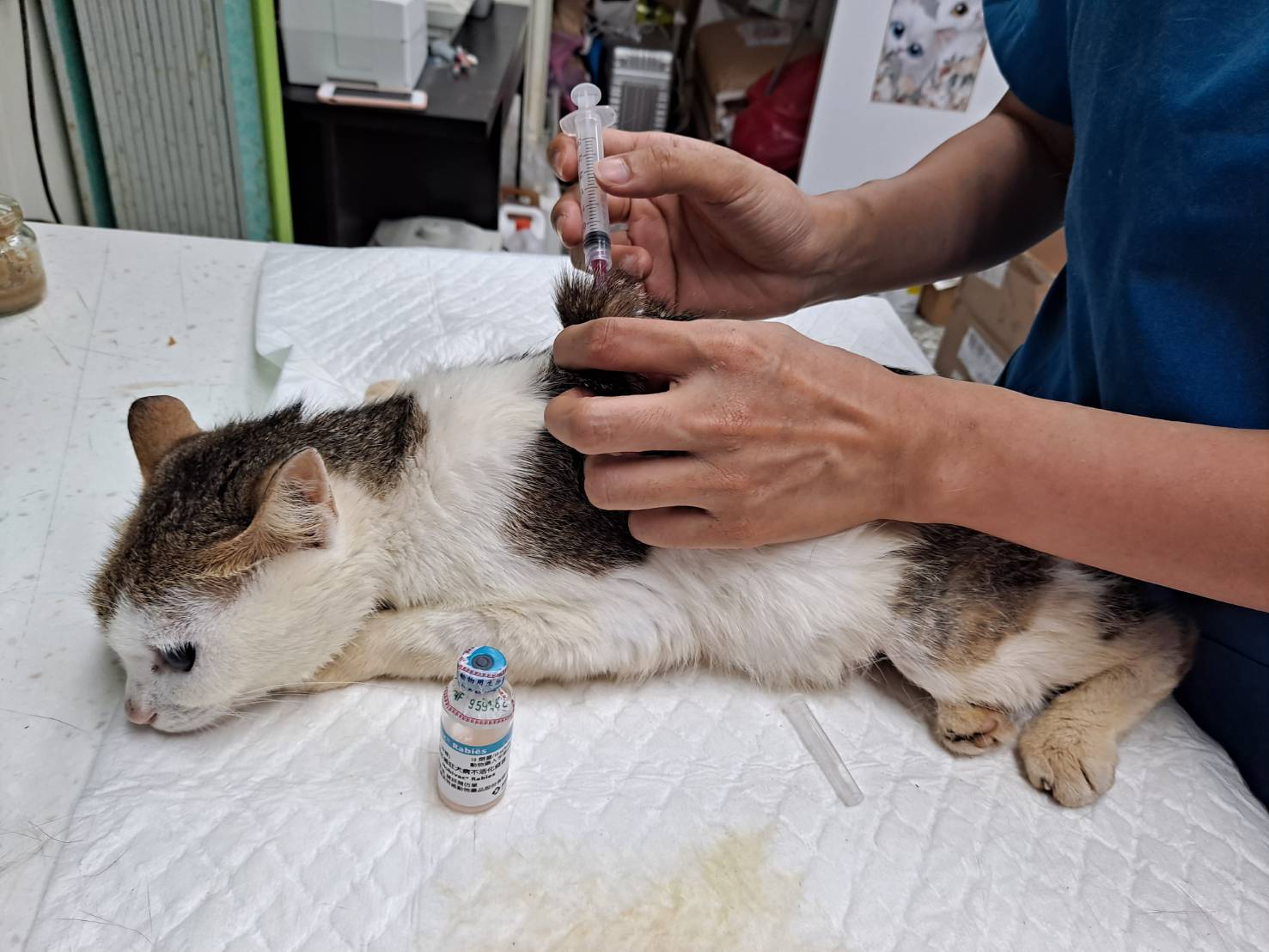 獸醫師幫毛寶貝注射疫苗,增加免疫力。 圖:新北市動保處提供 獸醫師幫毛寶貝注射疫苗,增加免疫力。 圖:新北市動保處提供