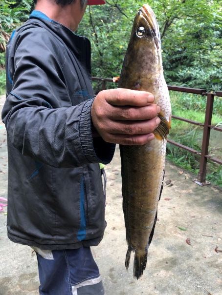 外來種魚虎性情兇猛,對原生生態造成嚴重影響。 圖:北觀處/提供 外來種魚虎性情兇猛,對原生生態造成嚴重影響。 圖:北觀處/提供