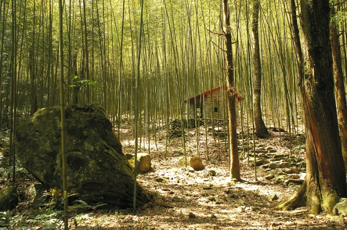 八仙山竹林。 圖:東勢林管處/提供 八仙山竹林。 圖:東勢林管處/提供
