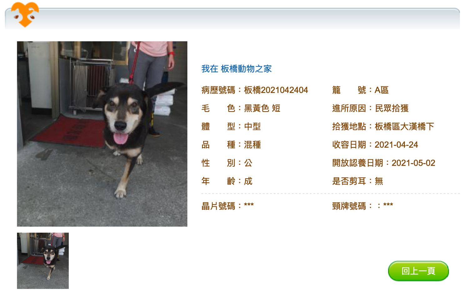 認養平台上記錄「阿MO」基本資訊,若民眾有興趣隨時可致電板橋動物之家洽詢認養事宜。 圖:新北市動保處提供 認養平台上記錄「阿MO」基本資訊,若民眾有興趣隨時可致電板橋動物之家洽詢認養事宜。 圖:新北市動保處提供