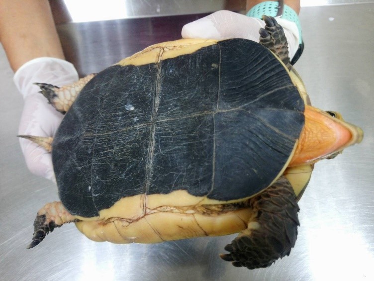 食蛇龜腹部龜甲輪廓鮮明。 圖:新北市動保處提供 食蛇龜腹部龜甲輪廓鮮明。 圖:新北市動保處提供