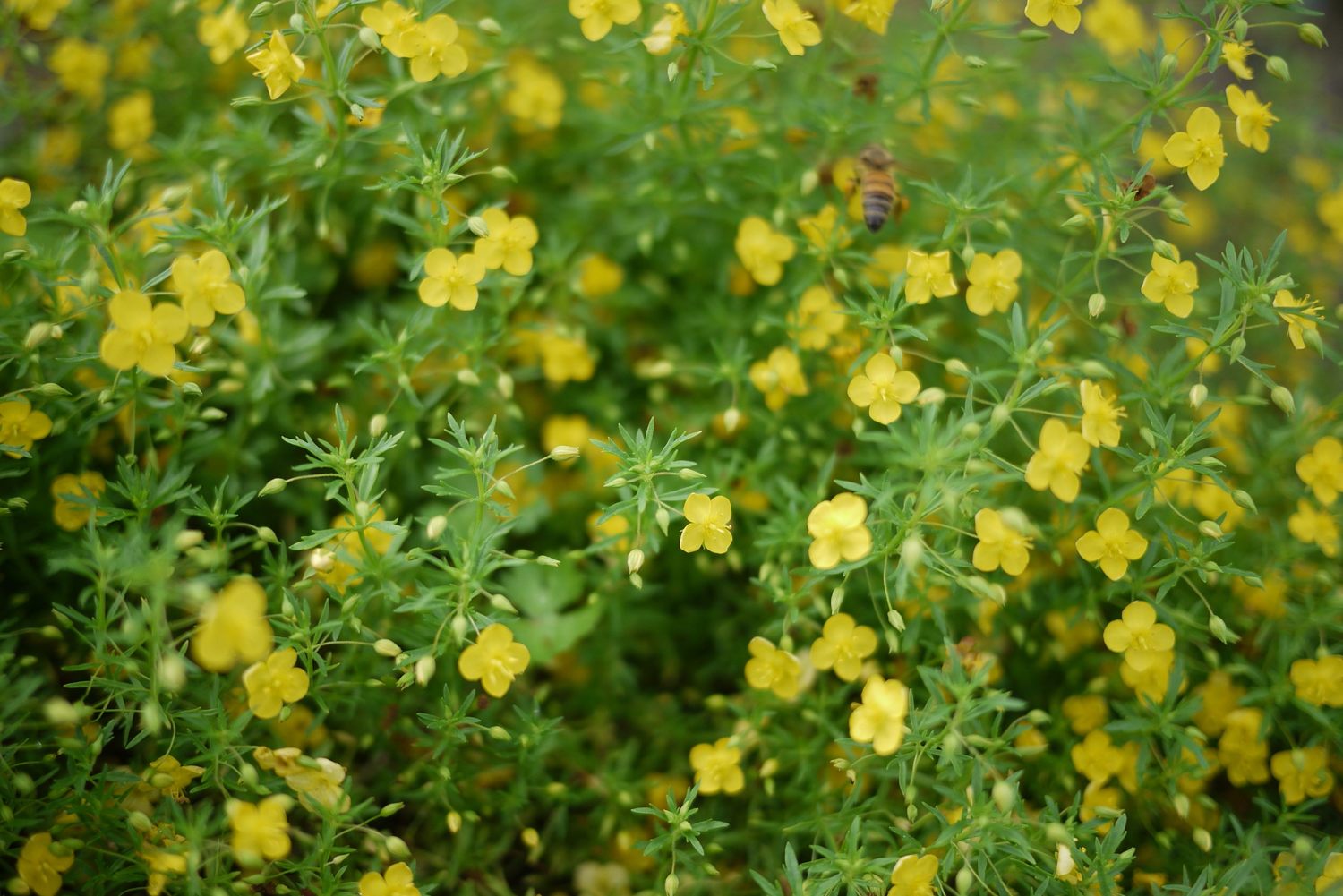 黃澄澄的「飄香草」是園區內最容易發現到蜜蜂穿梭其中的植物。 圖:公園處/提供 黃澄澄的「飄香草」是園區內最容易發現到蜜蜂穿梭其中的植物。 圖:公園處/提供