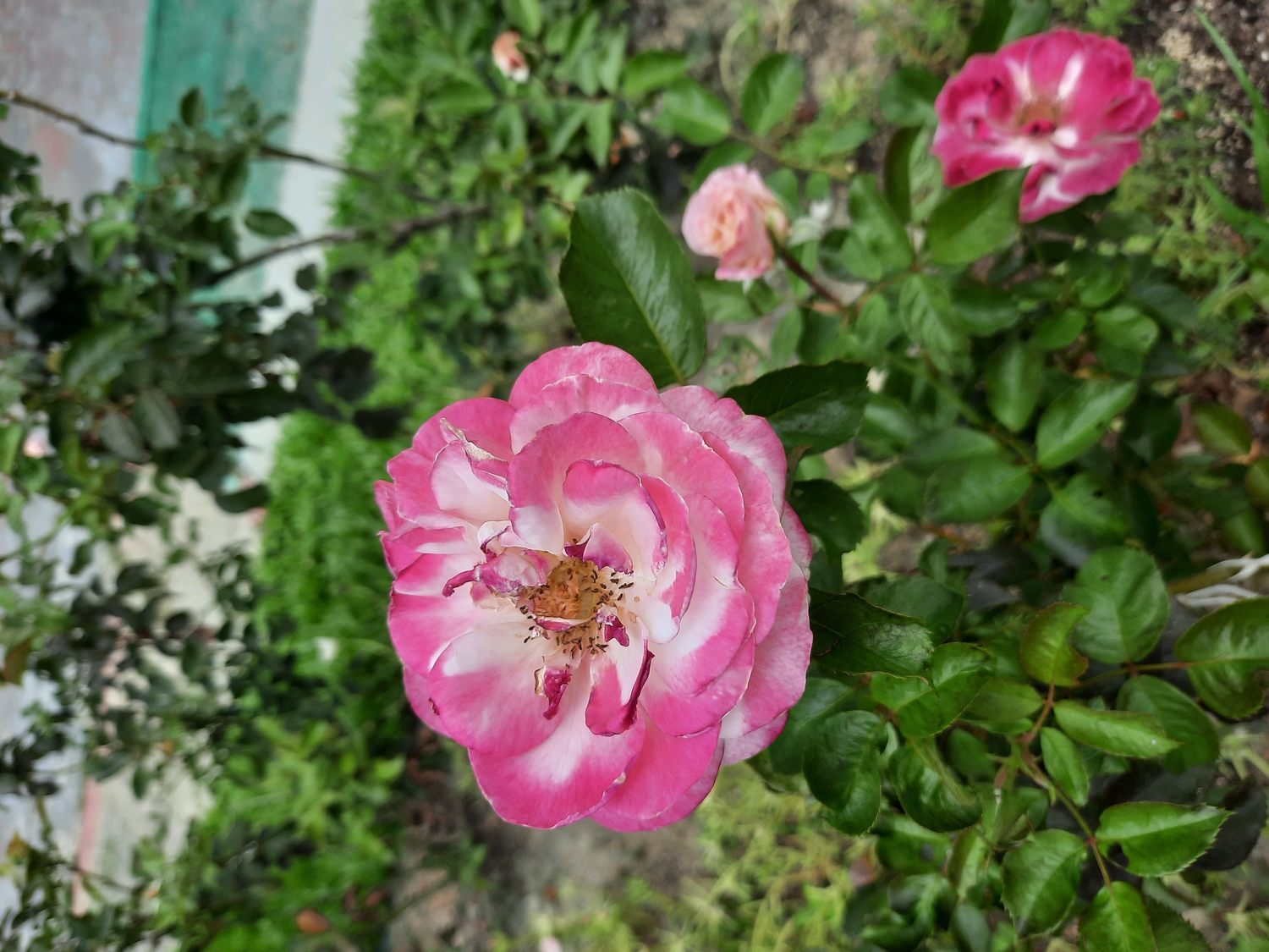 「芭蕾舞裙」的花色會隨陽光照射而變化出不同花色。 圖:公園處/提供 「芭蕾舞裙」的花色會隨陽光照射而變化出不同花色。 圖:公園處/提供