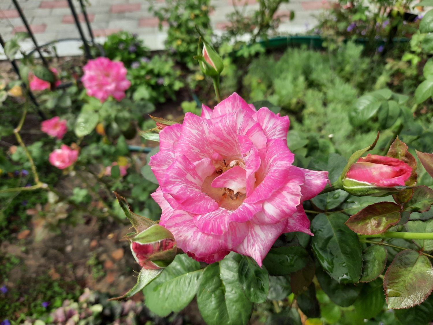 「奇蹟」花瓣為桃紅白色絞紋,高心杯狀花型,為巴龍洛察在臺灣的芽變品種。 圖:公園處/提供 「奇蹟」花瓣為桃紅白色絞紋,高心杯狀花型,為巴龍洛察在臺灣的芽變品種。 圖:公園處/提供