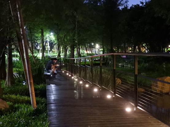 夜色低垂的落羽松步道。 圖:青年公園管理所/提供 夜色低垂的落羽松步道。 圖:青年公園管理所/提供