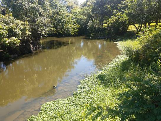 大生態池施作過濾系統後水質改善成效良好。 圖:青年公園管理所/提供 大生態池施作過濾系統後水質改善成效良好。 圖:青年公園管理所/提供