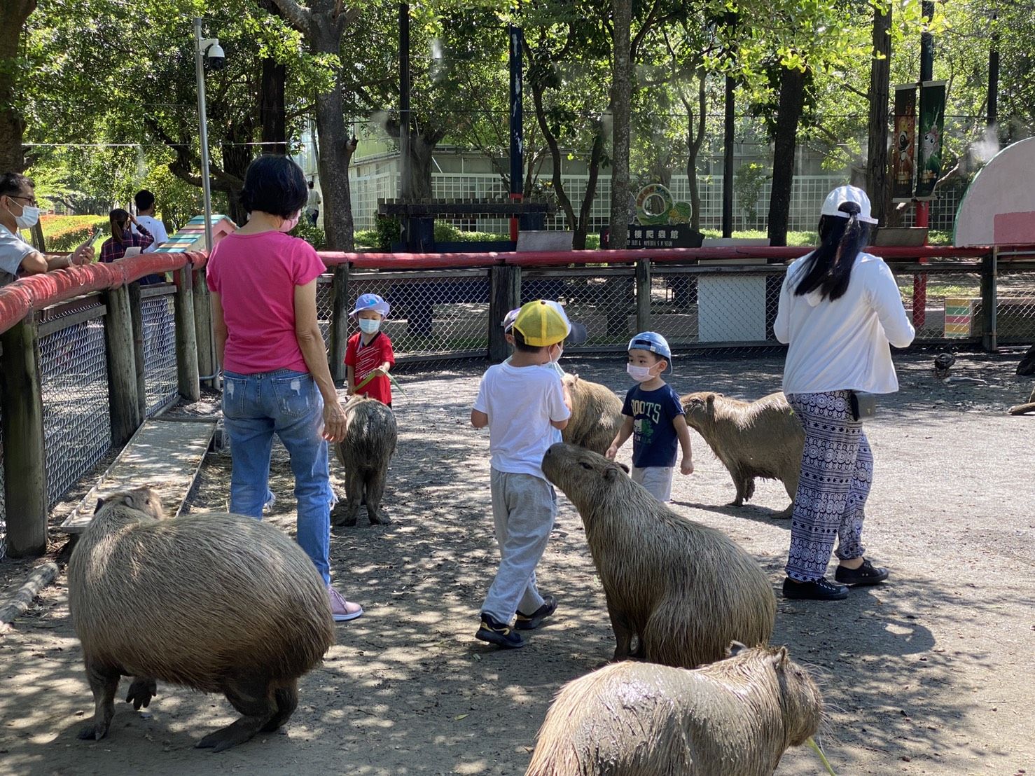 頑皮世界水豚互動體驗。 圖:台南觀旅局/提供 頑皮世界水豚互動體驗。 圖:台南觀旅局/提供
