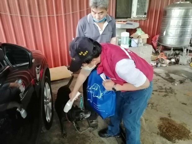 新北市動保處人員針對廠家飼養犬隻進行晶片掃描,確認是否有植入晶片與寵物登記。 圖:新北市動保處提供 新北市動保處人員針對廠家飼養犬隻進行晶片掃描,確認是否有植入晶片與寵物登記。 圖:新北市動保處提供