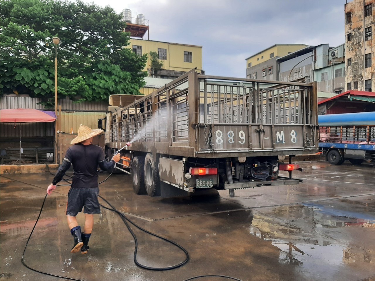 運豬車司機進行運輸車輛裝載箱籠平台消毒作業。 圖:新北市動保處提供 運豬車司機進行運輸車輛裝載箱籠平台消毒作業。 圖:新北市動保處提供