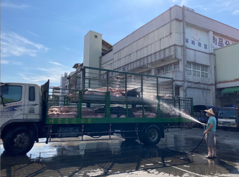 司機載運豬隻時,適時撒水降溫及給予飲水。 圖:新北市動保處提供 司機載運豬隻時,適時撒水降溫及給予飲水。 圖:新北市動保處提供
