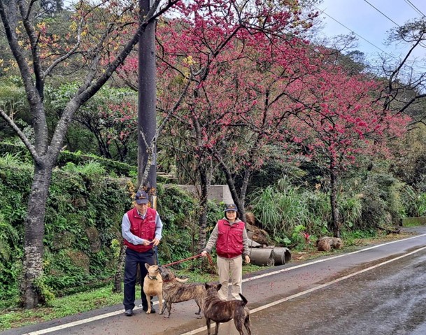 新北市動物之家每周有動保員或志工遛收容犬隻。 圖:新北市動保處提供 新北市動物之家每周有動保員或志工遛收容犬隻。 圖:新北市動保處提供