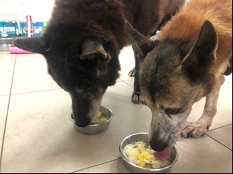 八里動物之家的毛寶貝開心開飯。 圖:新北市動保處提供 八里動物之家的毛寶貝開心開飯。 圖:新北市動保處提供