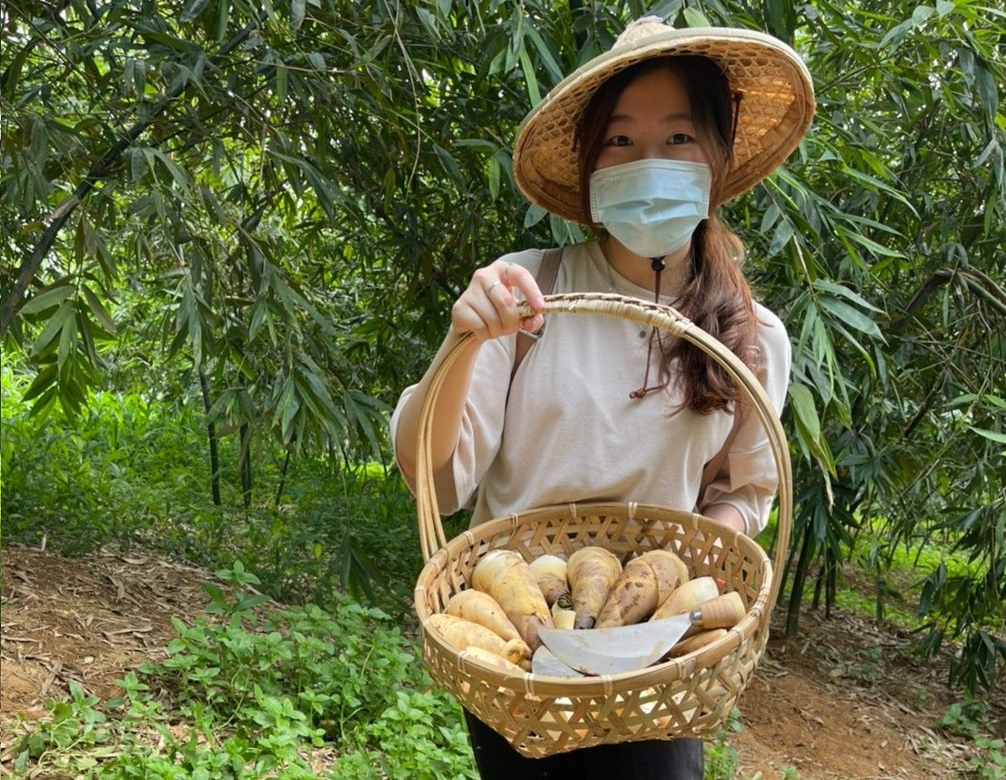 新北綠竹筍白彎矮肥。 圖:新北市農業局提供 新北綠竹筍白彎矮肥。 圖:新北市農業局提供