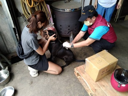 動保處獸醫協助工廠犬完成疫苗注射。 圖:新北市動保處提供 動保處獸醫協助工廠犬完成疫苗注射。 圖:新北市動保處提供