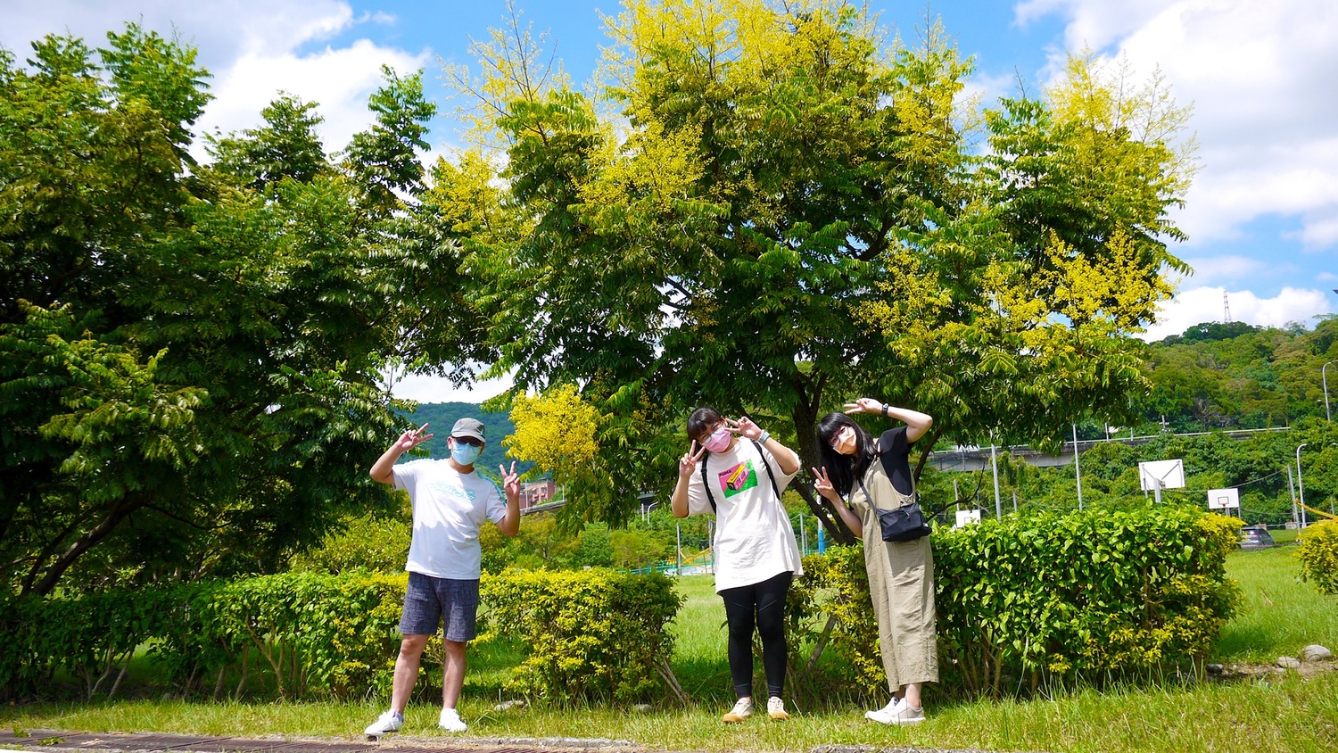 大漢溪左岸柑園露營區欒樹綻放。 圖:新北市水利局提供 大漢溪左岸柑園露營區欒樹綻放。 圖:新北市水利局提供