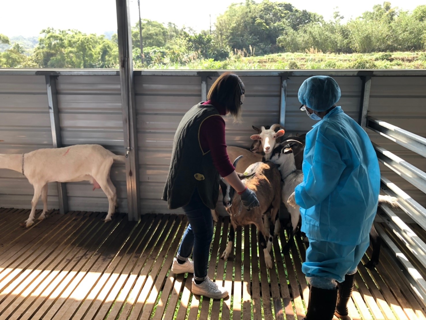 養羊農友協助防疫人員安撫羊隻。 圖:新北市動保處提供 養羊農友協助防疫人員安撫羊隻。 圖:新北市動保處提供