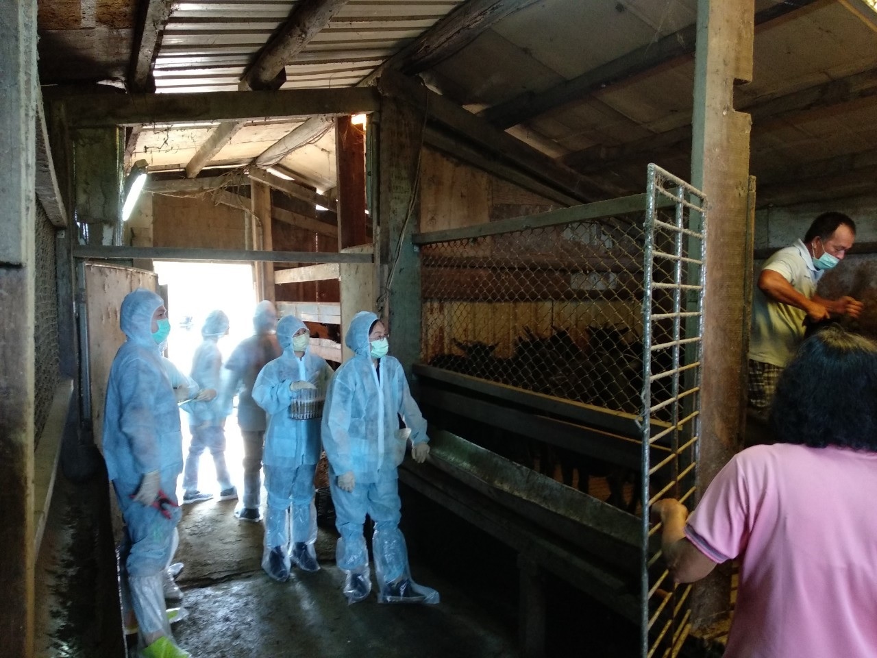 新北市動保處協助輔導養羊戶自主防疫。 圖:新北市動保處提供 新北市動保處協助輔導養羊戶自主防疫。 圖:新北市動保處提供