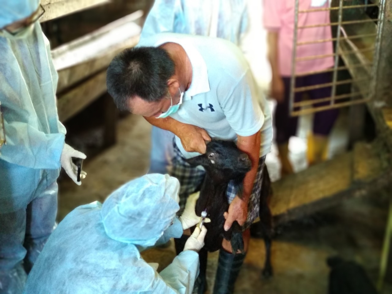 新北市動保處獸醫師替羊隻執行抽血檢測疾病。 圖:新北市動保處提供 新北市動保處獸醫師替羊隻執行抽血檢測疾病。 圖:新北市動保處提供
