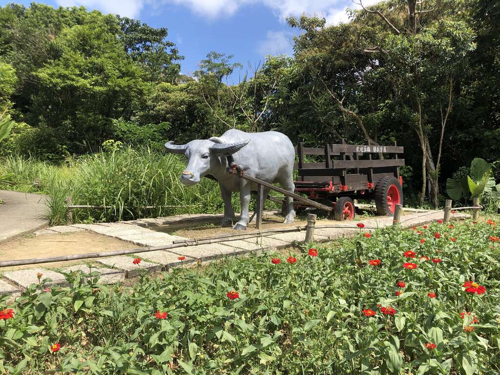 樟樹步道-百日草。 圖:台北大地處/提供 樟樹步道-百日草。 圖:台北大地處/提供