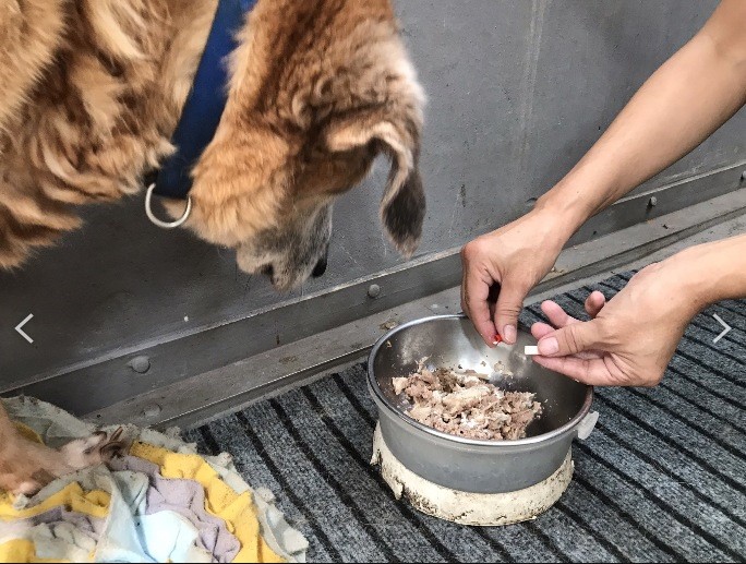 新北市動物之家在老年犬食物添加保健品。 圖:新北市動保處提供 新北市動物之家在老年犬食物添加保健品。 圖:新北市動保處提供