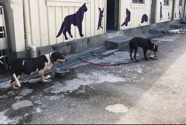 新北市動物之家安排毛寶貝出籠活動。 圖:新北市動保處提供 新北市動物之家安排毛寶貝出籠活動。 圖:新北市動保處提供