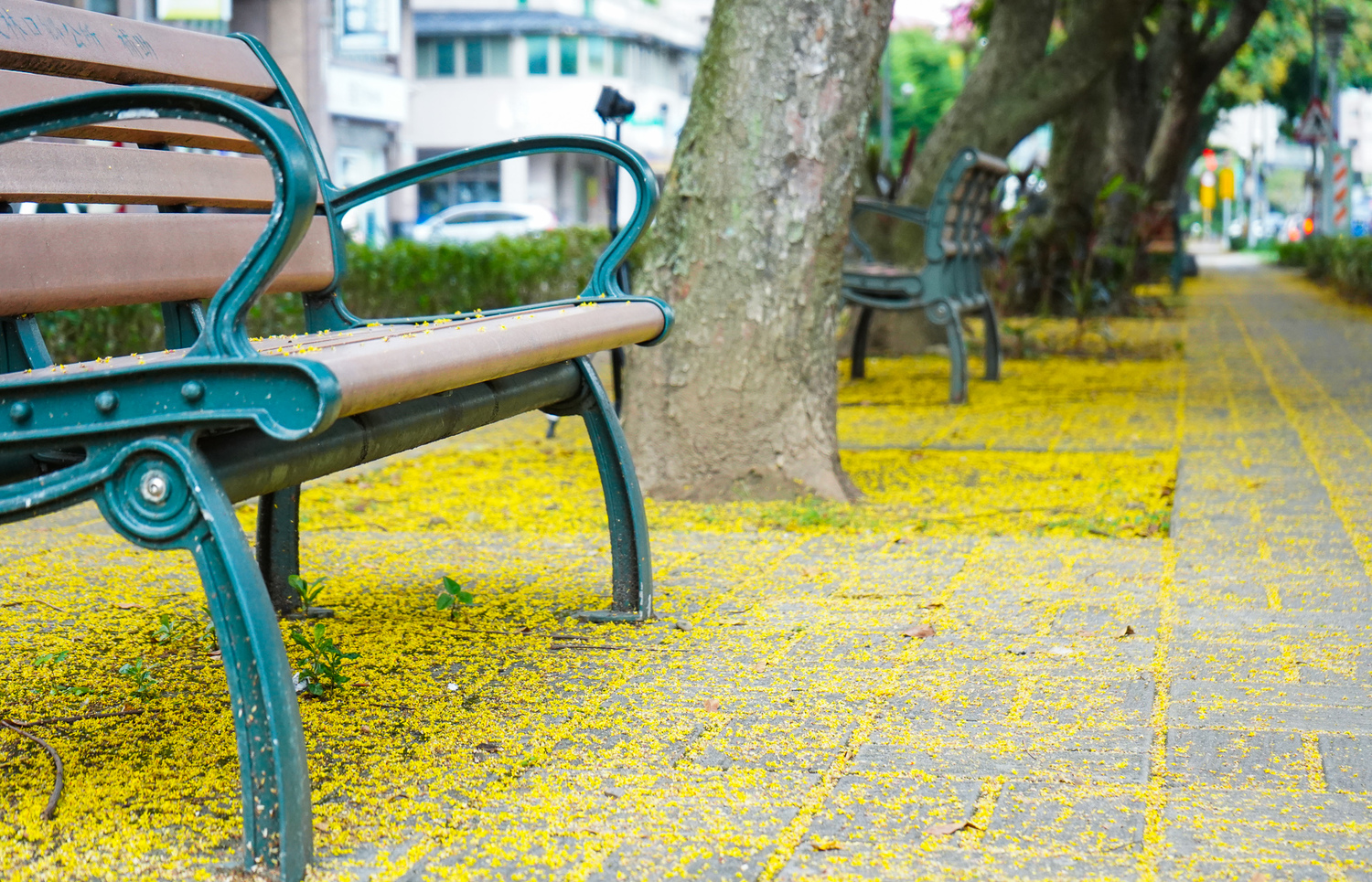 公園路上欒樹花落打造金雨大道。 圖:林口區公所提供 公園路上欒樹花落打造金雨大道。 圖:林口區公所提供