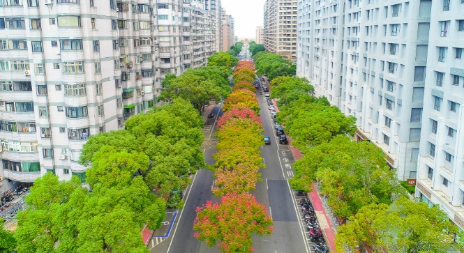 仁愛路上整排不同生長期的欒樹。 圖:林口區公所提供 仁愛路上整排不同生長期的欒樹。 圖:林口區公所提供