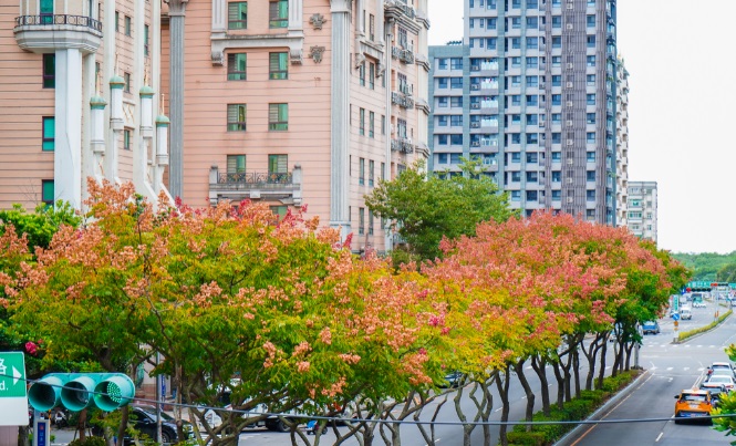 欒樹開金黃花瓣後轉為結紅色果實。 圖:林口區公所提供 欒樹開金黃花瓣後轉為結紅色果實。 圖:林口區公所提供
