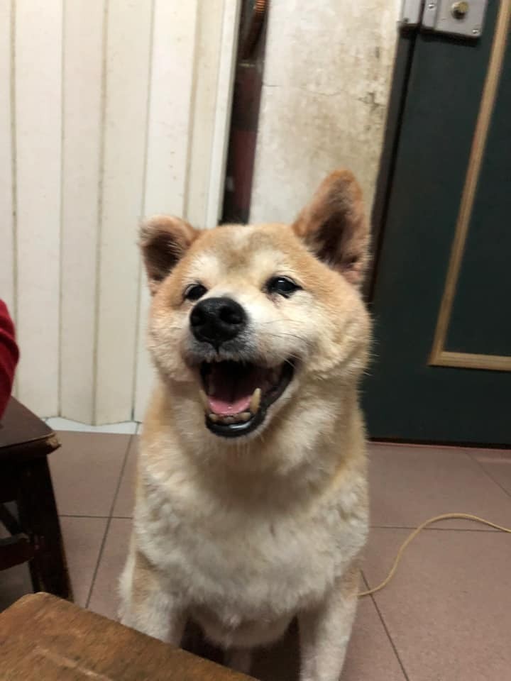 臉書投稿,飼主飼養阿柴,今年已滿20歲了,祝福牠永遠健健康康。 圖:新北市動保處提供 臉書投稿,飼主飼養阿柴,今年已滿20歲了,祝福牠永遠健健康康。 圖:新北市動保處提供