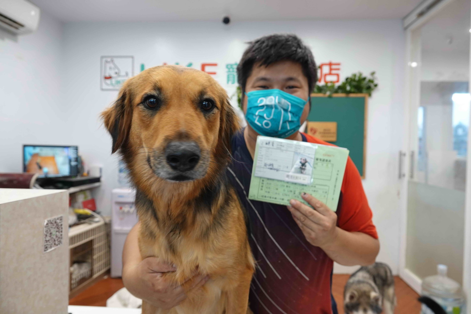 爸爸在認養小棧把「柔媚」帶回家養得頭好壯壯。 圖:新北市動保處提供 爸爸在認養小棧把「柔媚」帶回家養得頭好壯壯。 圖:新北市動保處提供